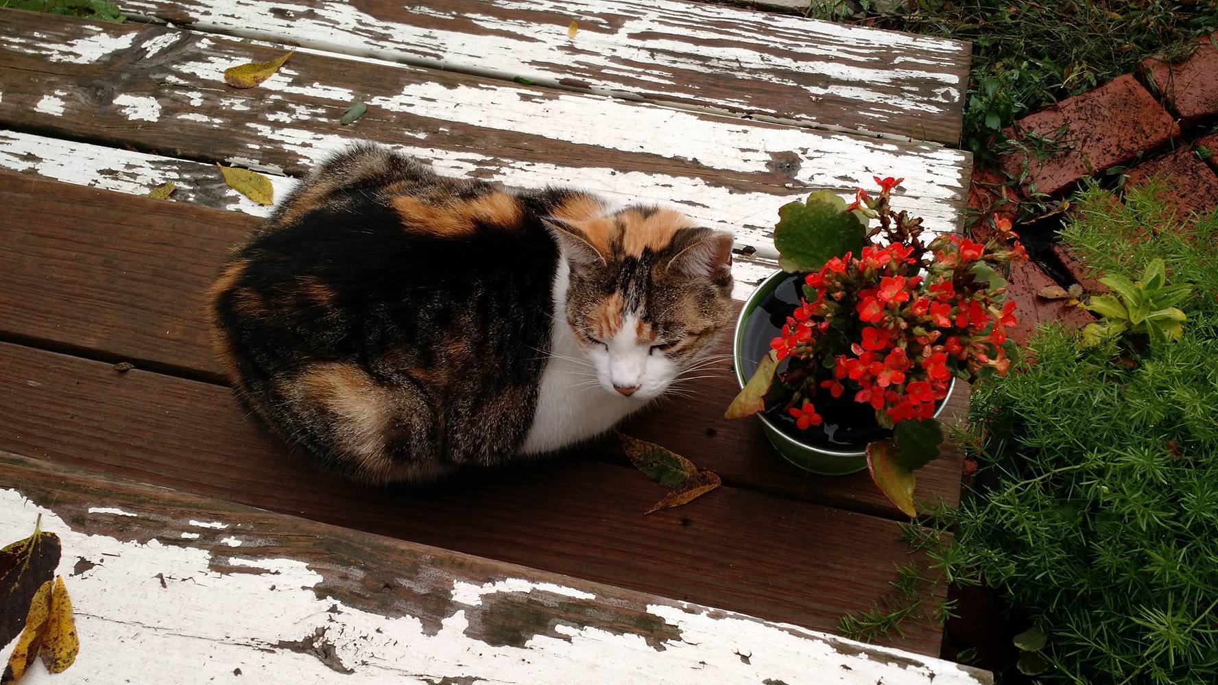 14536809_10155389110863009_1992044396_o