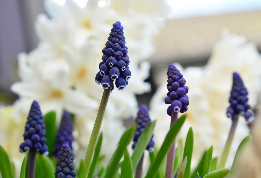 grape-hyacinth-1347970_1920