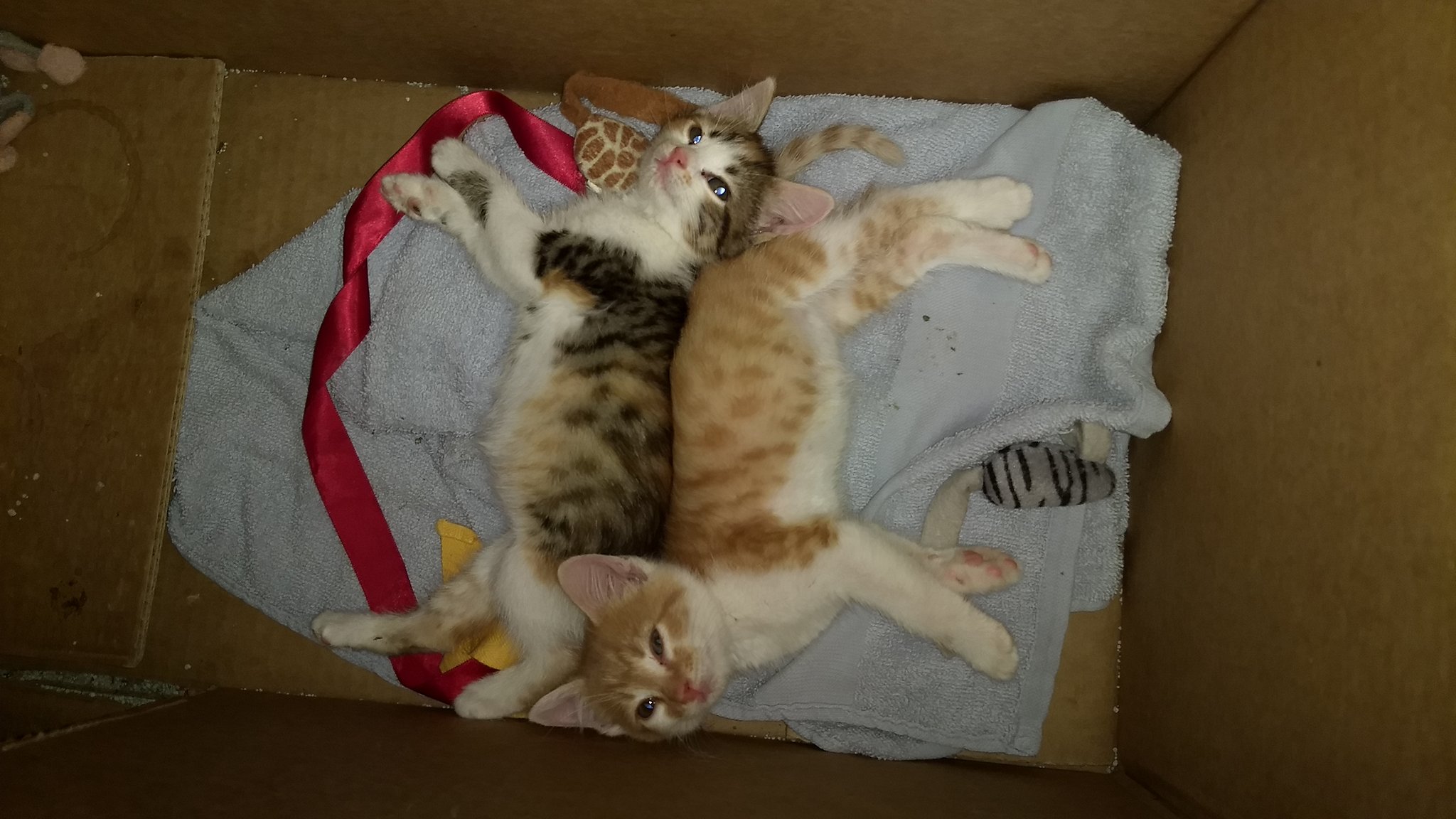 20205746_10207245748420537_865269655_o