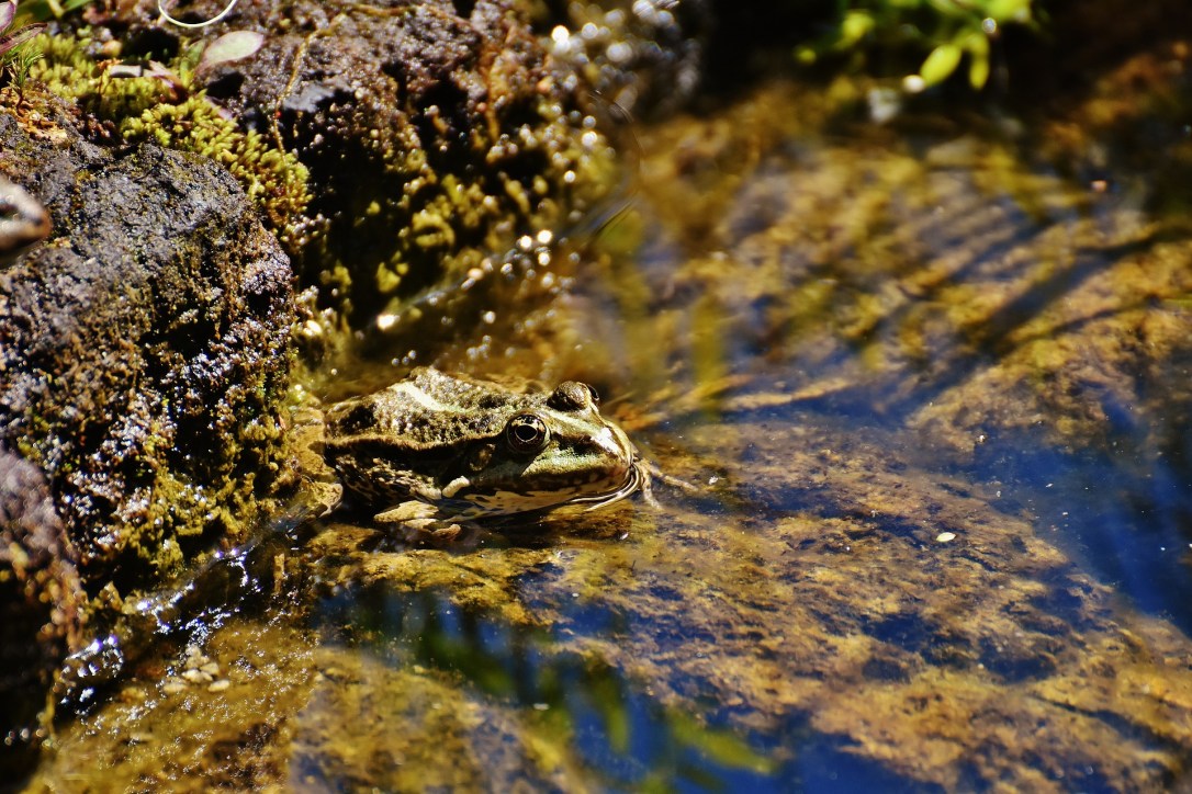 frog-2410771_1920