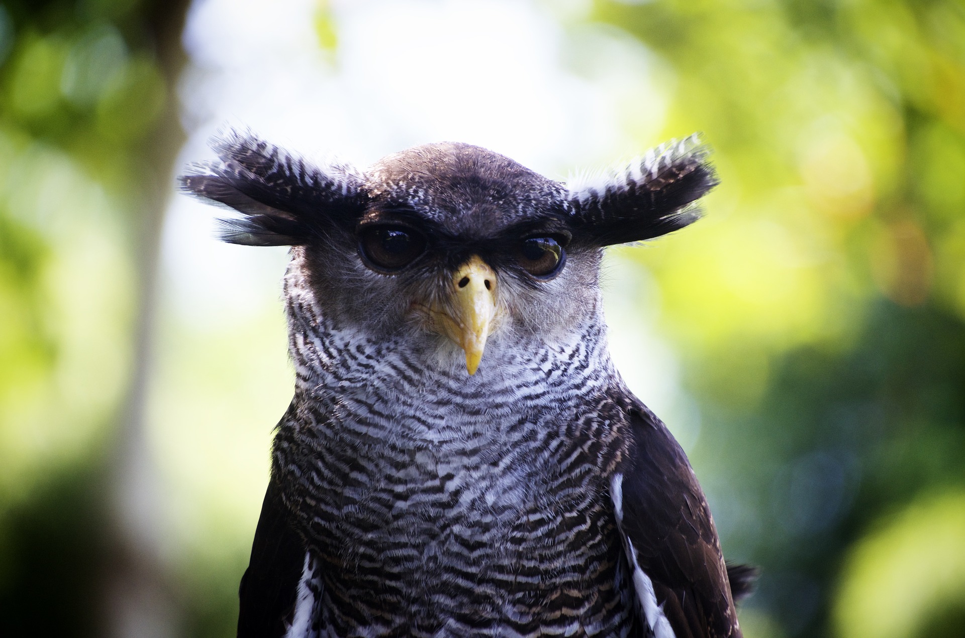 owl-1019062_1920