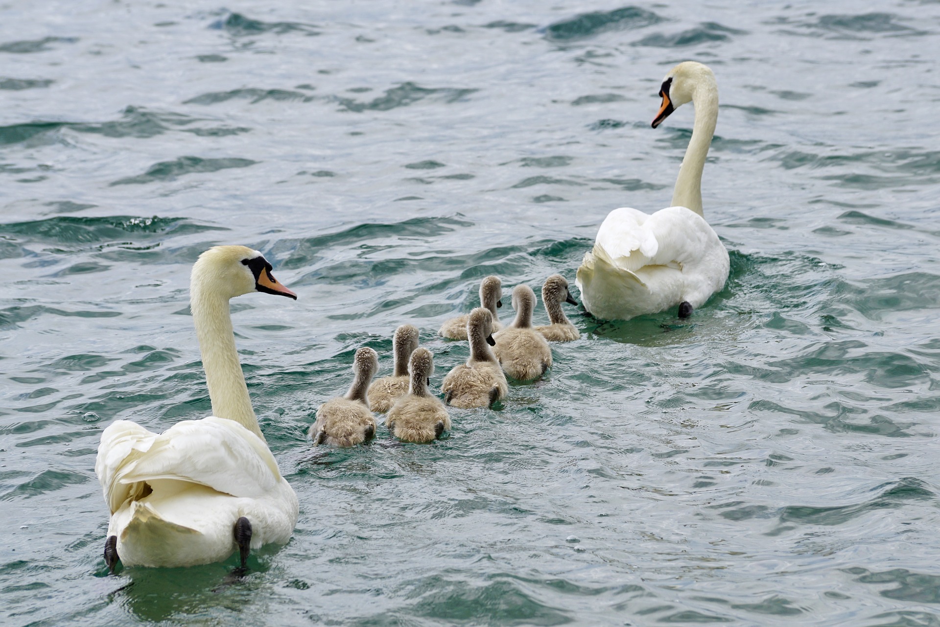 swans-2441210_1920
